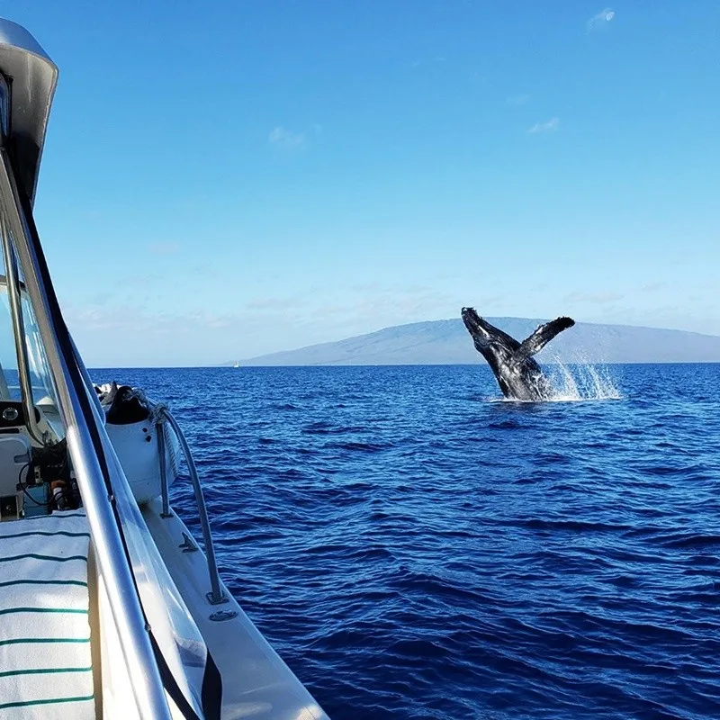 Private whale watching tour on a new boat