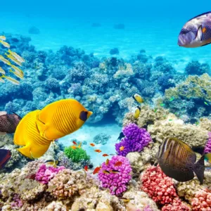 Snorkelers exploring coral reef underwater