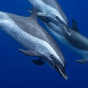 Wild dolphins swimming underwater in natural habitat