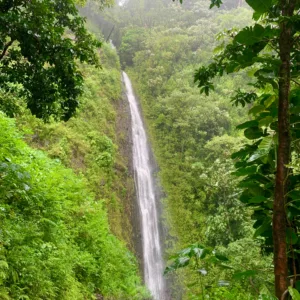Waterfall cascading into pool surrounded by tropical forest