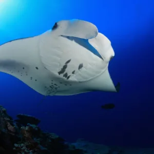 Luxury catamaran docked for manta ray night snorkel