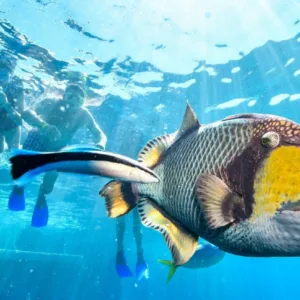 Hanauma Bay tickets with Waikiki hotel transportation service