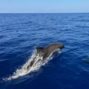 Boat searching for dolphins and sea turtles